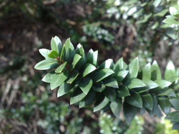 Arbusto sulle dune - Myrtus communis